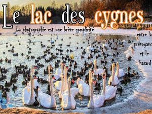 le_lac_des_cygnes__roland
