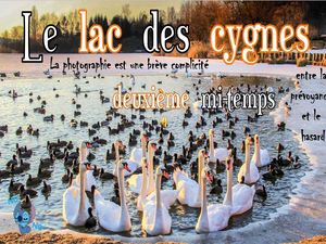 le_lac_des_cygnes_deuxieme_mi_temps__roland
