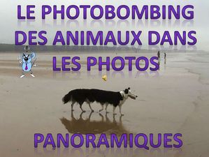 le_photobombing_des_animaux_dans_les_photos_panoramiques_roland