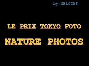 le_prix_tokyo_foto_nature_photos_nelocas