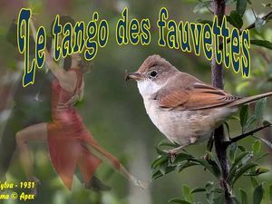 le_tango_des_fauvettes_apex