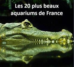 les_20_plus_beaux_aquariums_de_france_mauricette3