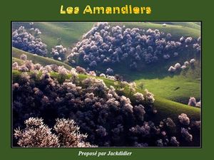 les_amandiers__jackdidier