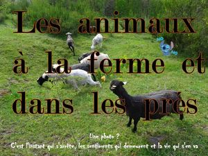 les_animaux_a_la_ferme_et_dans_les_pres__roland