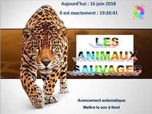 les_animaux_sauvages_chantha