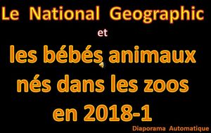 les_bebes_animaux_nes_dans_les_zoos_en_2018_1_roland