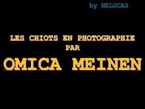 les_chiots_en_photographie_par_omica_meinen_nelocas