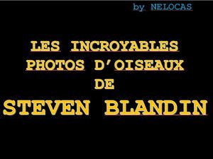 les_incroyables_photos_d_oiseaux_de_steven_blandin_nelocas