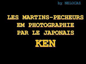 les_martins_pecheurs_en_photographie_par_le_japonais_ken_nelocas