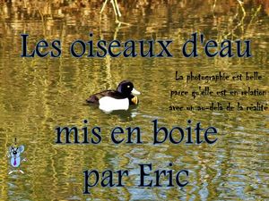 les_oiseaux_d_eau_mis_en_boite__roland