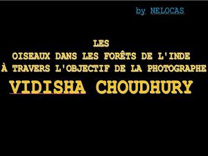 les_oiseaux_dans_les_forets_de_l_inde_de_vidisha_choudhury_nelocas