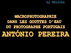 macrophotographie_dans_des_gouttes_d_eau_par_antonio_pereira_nelocas