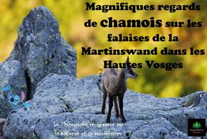 magnifiques_regards_de_chamois_hautes_vosges__roland