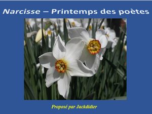 narcisse_printemps_des_poetes__jackdidier