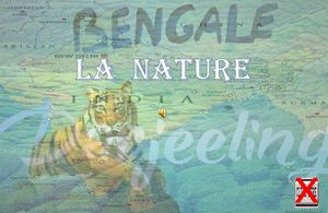 nature_de_darjeeling_du_bengale_occidental_roland