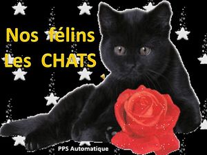 nos_felins_de_compagnie_les_chats_roland