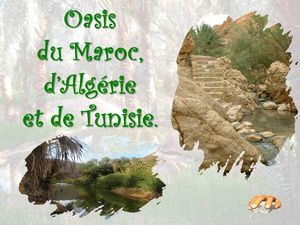 oasis_du_maghreb_p_sangarde