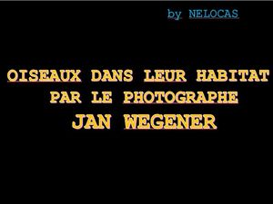 oiseaux_dans_leur_habitat_par_le_photographe_jan_wegener_nelocas