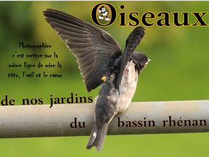 oiseaux_de_nos_jardins_du_bassin_rhenan__roland
