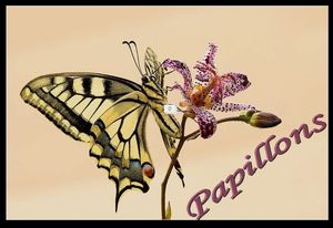 papillons_2