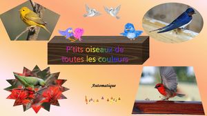 petits_oiseaux_phil_v
