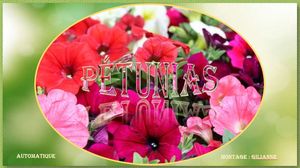 petunias_gilianne