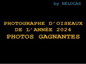 photographe_d_oiseaux_de_lannée_2024_photos_gagnantes_nelocas