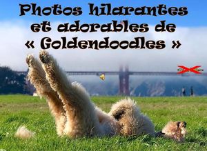 photos_hilarantes_et_adorables_de_goldendoodles_roland