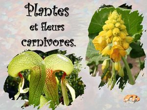 plantes_et_fleurs_carnivores__p_sangarde