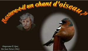 restera_t_il_un_chant_d_oiseau_apex