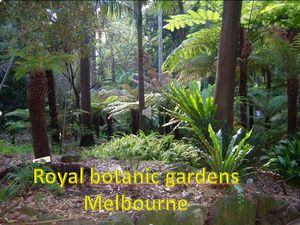 royal_botanic_gardens_melbourne_victoria_australia