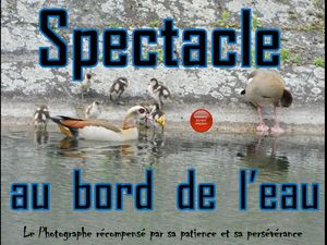 spectacle_au_bord_de_l_eau__roland