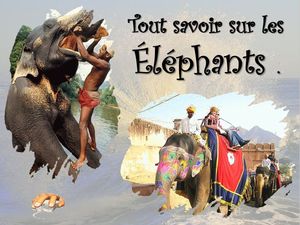 tout_savoir_sur_les_elephants__p_sangarde