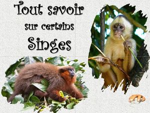 tout_sur_les_singes__p_sangarde