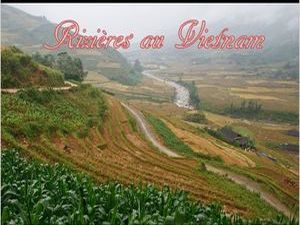 vietnam_arroz_terrazas