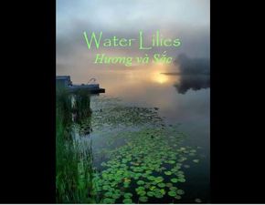 water_lilies_pkantas_aquaticas