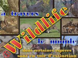 wildlife_a_travers_le_monde_avec_des_especes_menacees__roland