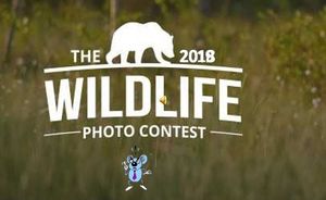 wildlife_photo_contest_2018_roland